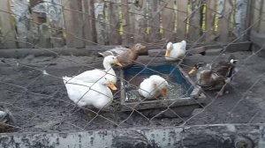 Как часто менять уткам воду