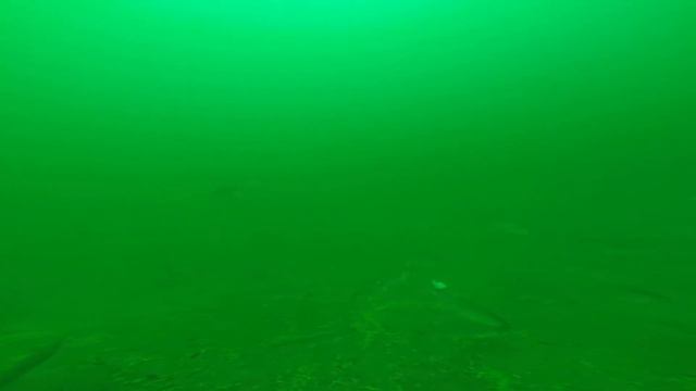 Омуль в байкалк смотреть онлайн