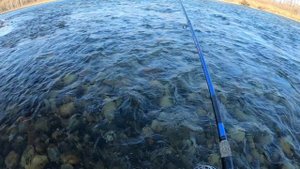 Ловля крупного хариуса