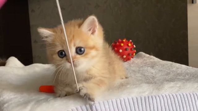 Girl bri ny11 продажа Кошечки золотая шиншилла