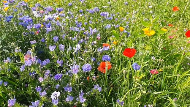 Пение птиц убирает головную боль и настраивает на позитивный лад/Sounds of nature/Relax/