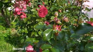 Розы флорибунда для переднего плана .