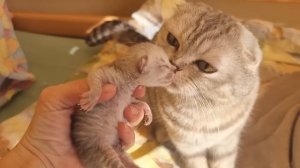 Шок Мама кошка переносит и прячет своего слабенького единственного котенка