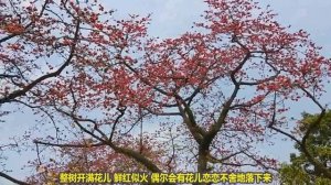 Kapok Trees are Blooming Beautifully in Sun Yat-sen Memorial Hall, Guangzhou, China