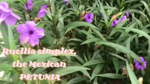 Ruellia simplex||MEXICAN PETUNIA