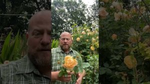 The lark ascending from @david_austin_roses #gardenerben