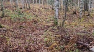 Далеко в тайге / Таежное счастье / Зимовье / ЗСЛайки / Нашел 2 берлоги