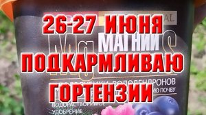 27 июня.  Подкармливаю гортензии.  Как и чем?