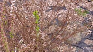 Спірея тунберга Фуджино Пінк