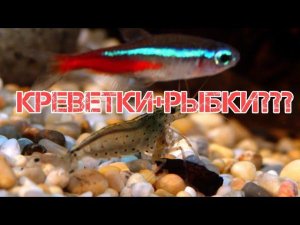 СОВМЕСТИМОСТЬ КРЕВЕТОК И РЫБОК В АКВАРИУМЕ
