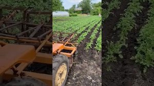 Окучивание картофеля