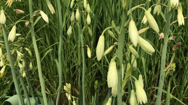 Tower Hill Botanic Garden - the Systematic Garden part 1 - July 15, 2017 смотреть онлайн