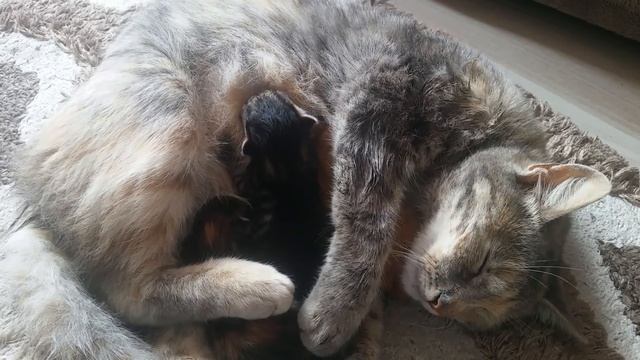 Кошка после родов смотреть онлайн