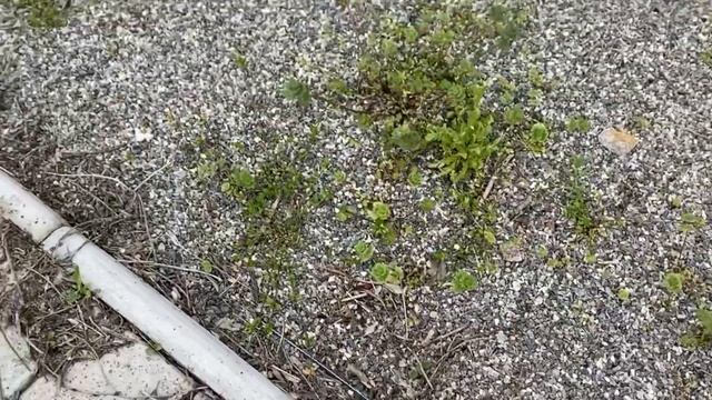 ДАЧНЫЙ СЕЗОН ОТКРЫТ! Сорняки Хвойные Кустарники. ДАЧА на острове.
