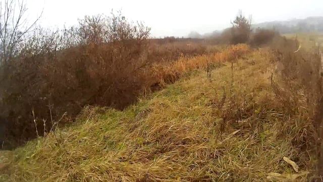 Фазан из-под стойки - Охота с дратхааром - Охота на фазана смотреть онлайн