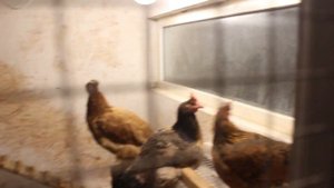 Кекс из рисовой и кукурузной муки