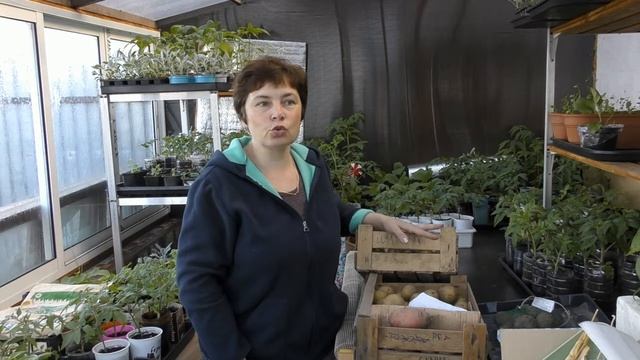Лучшие сорта картофеля.