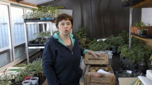 Лучшие сорта картофеля.