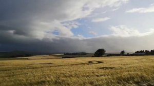 THE WIND THAT SHAKES THE BARLEY   PAUL ANDERSON