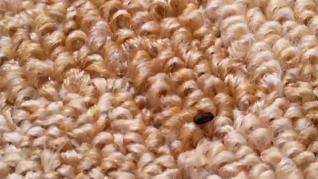 Cамое эффективное и недорогое средство от клопов смотреть онлайн