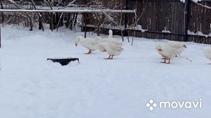 Открываю запись на ИЯ/Поилки для гусей/Витамины для гусей