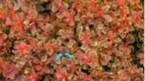 Барбарис тунберга Голден Руби ? обзор: как сажать, саженцы барбариса Голден Руби