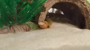 Кормление калабарских каламоихтов