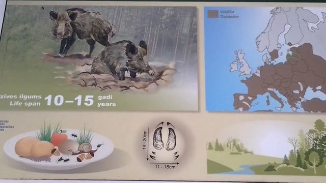 Национальный парк Гауя Лигатне Латвия смотреть онлайн