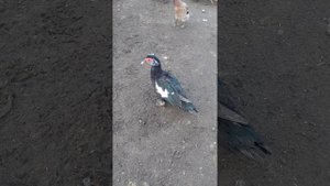 совместное содержание индюков и кур