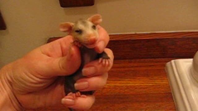 Mary Cummins, Animal Advocates, Baby opossum calling for mom смотреть онлайн