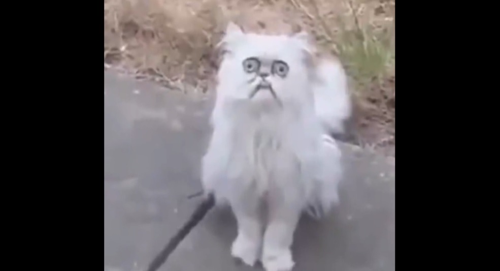 Смешные приколы Февраль 2023 #117 смотреть онлайн