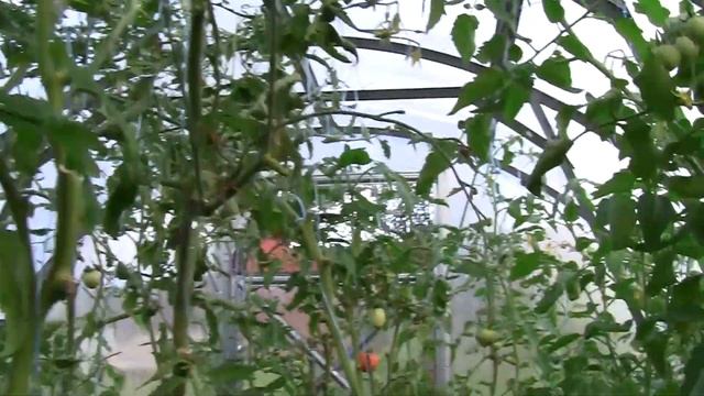 Обработка томатов фитоспорином. смотреть онлайн