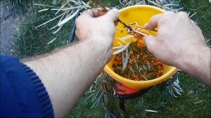 Как быстро собрать облепиху с помощью скребка