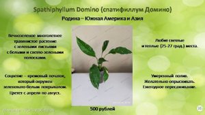 Комнатные растения для продажи от 29 06 23