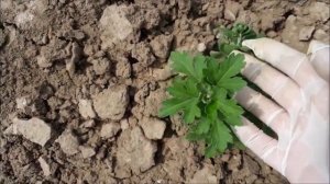 Выращивание хризантемы из черенка в открытом грунте. Ньюансы весеннего ухода.