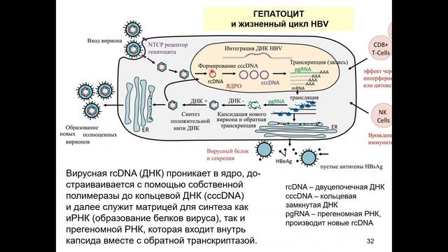 Дубынин В. А. - Физиология иммунитета - Иммунитет и вирусные гепатиты