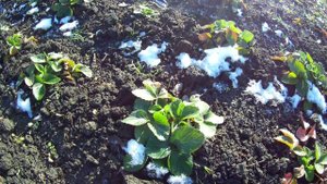 Зимовка земляники