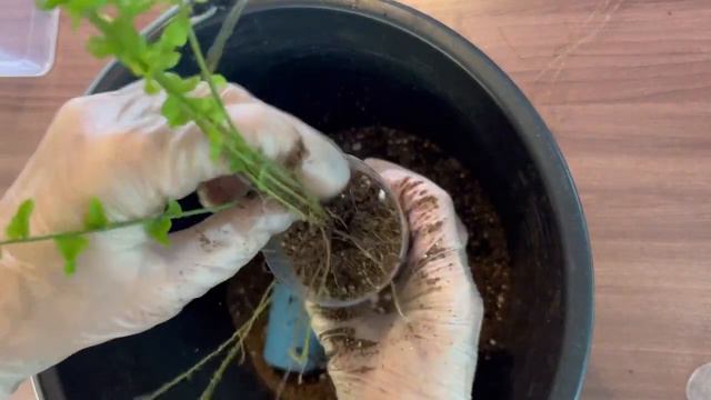 Папоротник Нефролепис🌱 смотреть онлайн