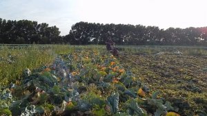 УБОРКА БОТВЫ КАПУСТЫ МОТОБЛОКОМ !!!