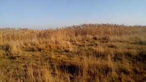 Охота с Русской гончей на лису, гон собак