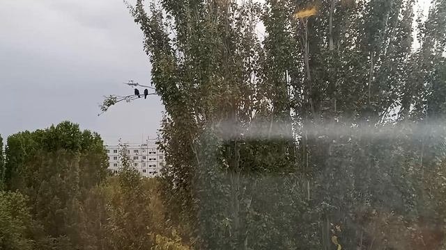 вороны