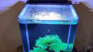 Top 6 Best Rimless Aquarium On Amazon