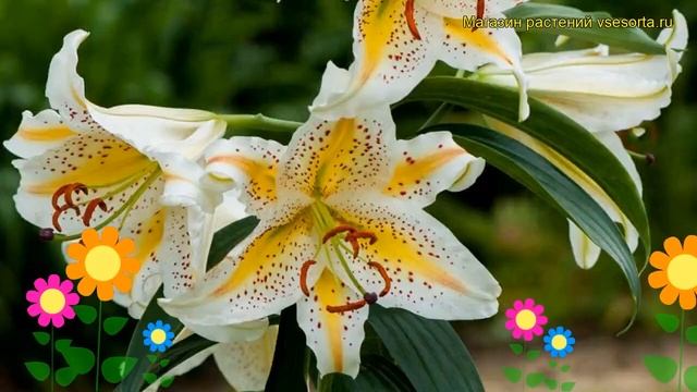 Лилия Золотой Браслет. Краткий обзор, описание характеристик, где купить луковицы Gold Band смотреть онлайн