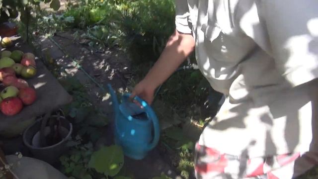 Осыпается виноград. Что делать?. Showered grapes. What to do?. смотреть онлайн