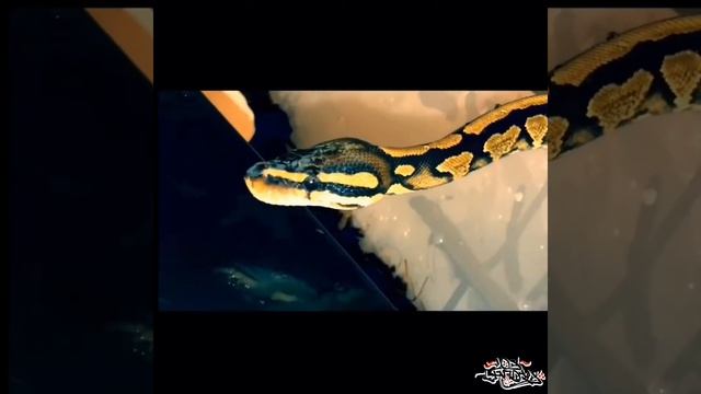 Ball Python Morph : Yellow Belly Het GHI . BBZ . Los Vandals