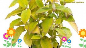 Гортензия шершавая. Краткий обзор, описание характеристик hydrangea aspera goldrush giel pbr