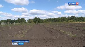 Импортозамещение в действии: в Краснозоренском районе Орловской области получили первый урожай яблок