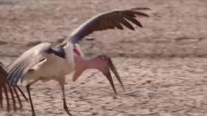 20 Most Unique Birds in the World