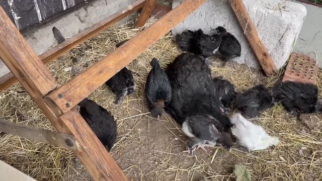 Чтобы собирать зимой яйца ведрами готовлюсь летом