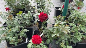 Розы в Егорьевском питомнике Никитенко Александра